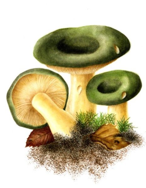 Мультяшная сыроежка