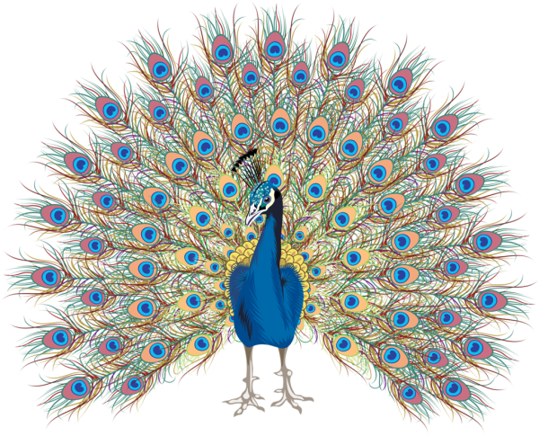 Павлин на белом фоне