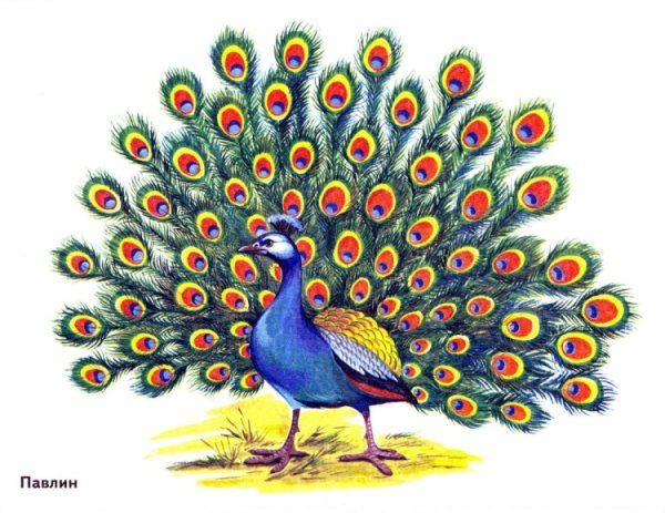 Павлин для детей