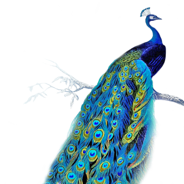 Павлин на белом фоне