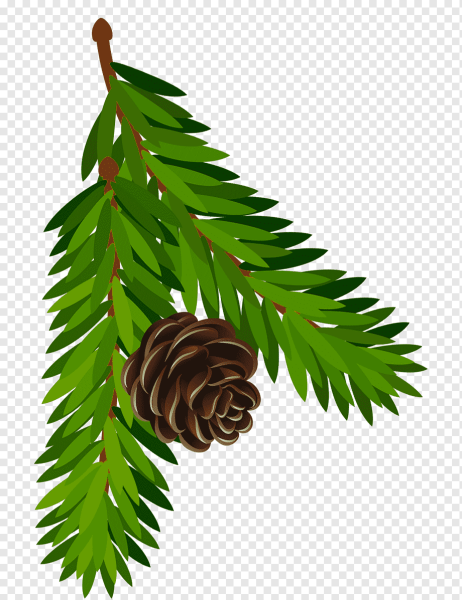 Веточки хвойники шишки