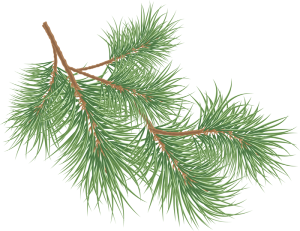 Ветка сосны