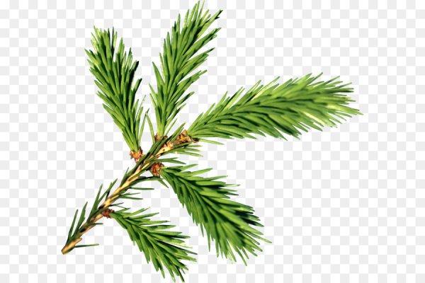 Еловая веточка