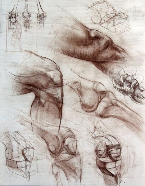 Коленный сустав анатомия Баммес