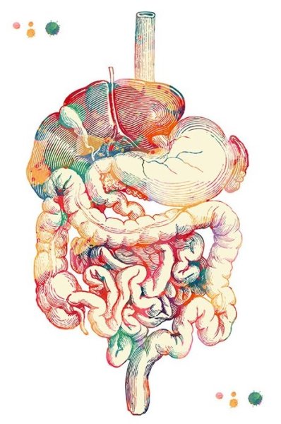 Кишечник человека для детей