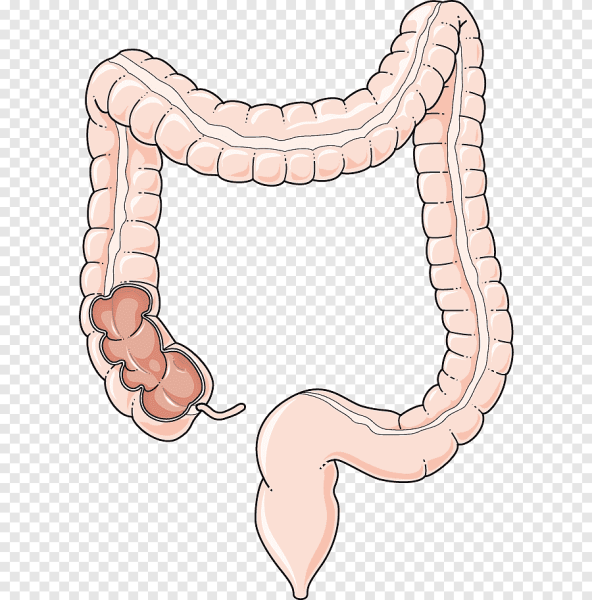 Пищеварительная система кишечник анатомия
