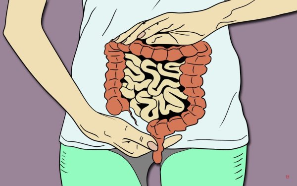 Пищеварительная система тонкий и толстый кишечник