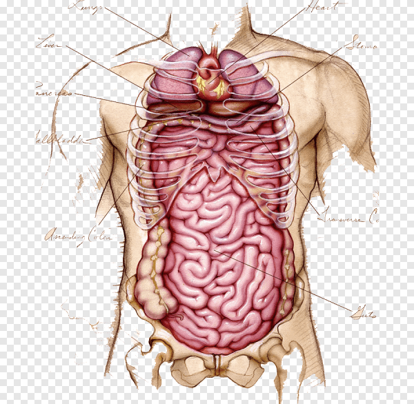 Отделы тонкого и Толстого кишечника рисунок