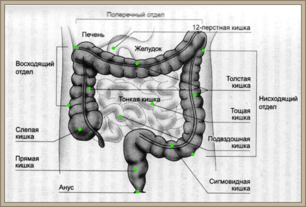 Тонкий кишечник на белом фоне