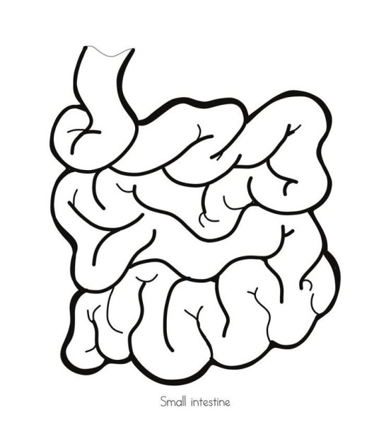 Толстый кишечник рисунок