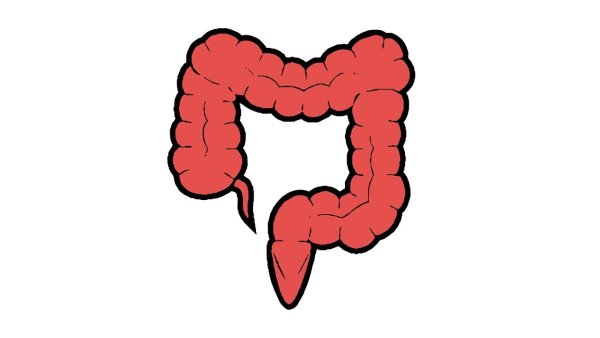 Толстая кишка тонкая кишка рисунок