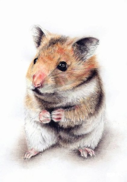 Хомячок джунгарик набросок