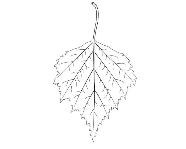 Березовый лист для детей