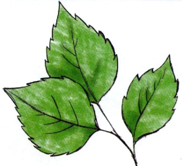 Березовый лист раскраска