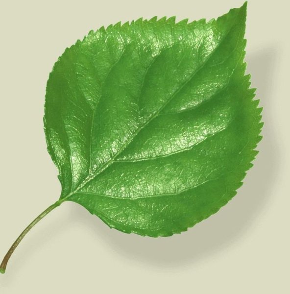 Береза задания для детей