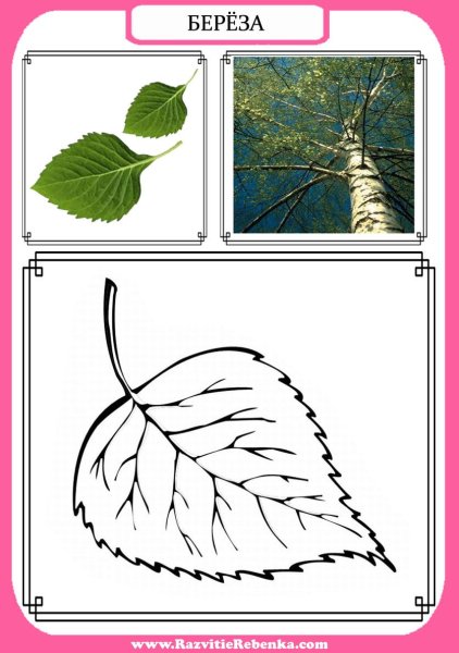 Лист березы раскраска