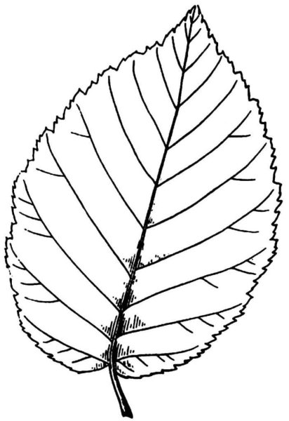 Лист березы для детей