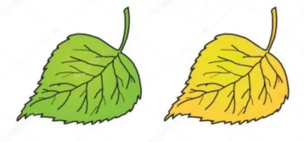 Листья деревьев раскраска