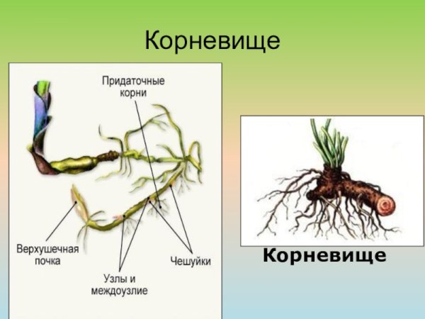 Видоизменённый побег корневище пырей