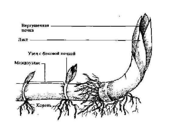 Корневище пырея схема
