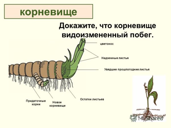 Видоизменённый подземный побег – корневище