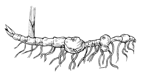 Корневище купены строение