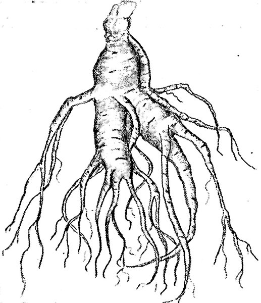Эпигеогенное корневище