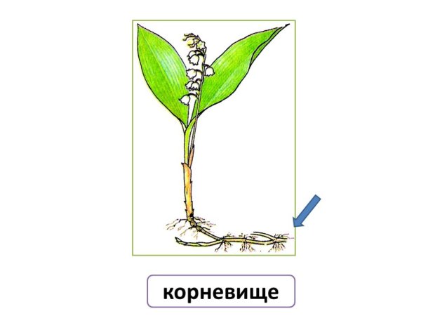 Ландыш Майский корневище