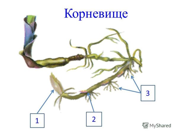 Строение корневища пырея