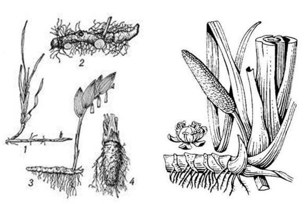 Метаморфоз побега корневище