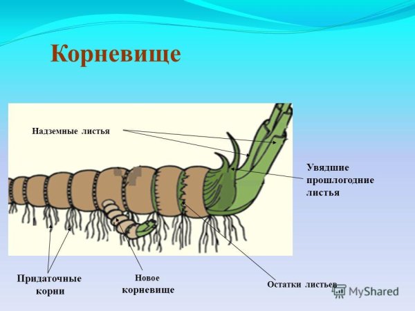 Строение корневища крапивы