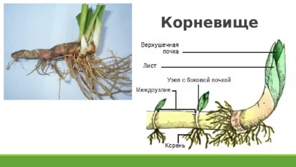Видоизменённый побег корневище
