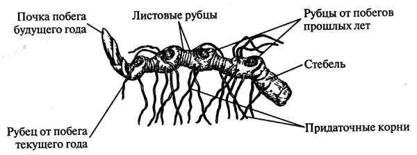 Корневище купены лекарственной схема