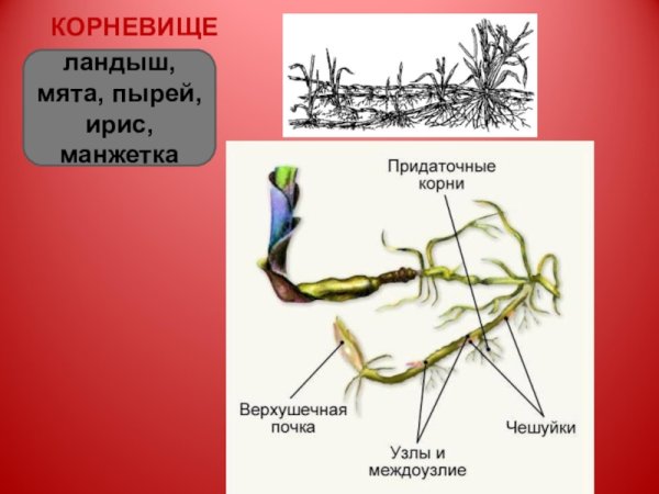 Корневище пырея ползучего строение