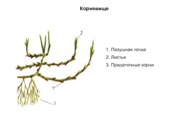 Строение корневища пырея