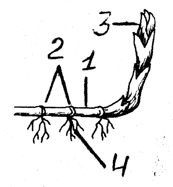 Строение корневища пырея схема