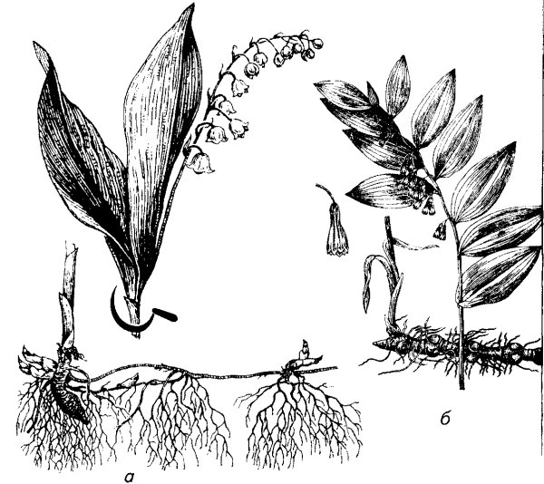 Купена многоцветковая корневище