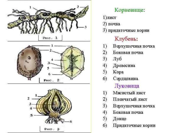 Канна строение растения