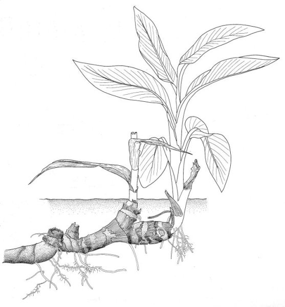 Главный корень боковой корень придаточный корень