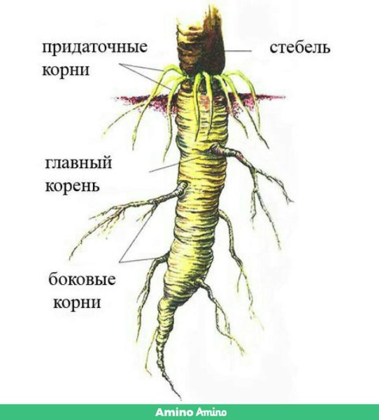 Строение корневища пырея