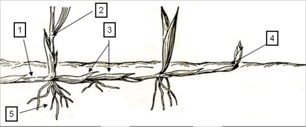 Пырей ползучий корневище