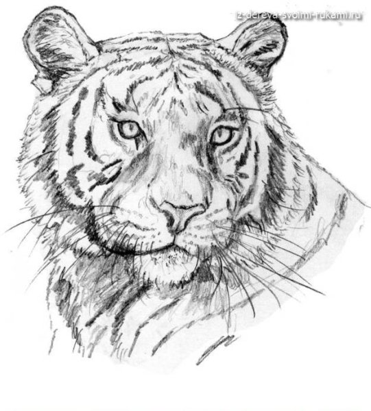 Тигр рисунок