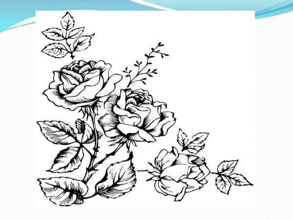 Роза для выжигания