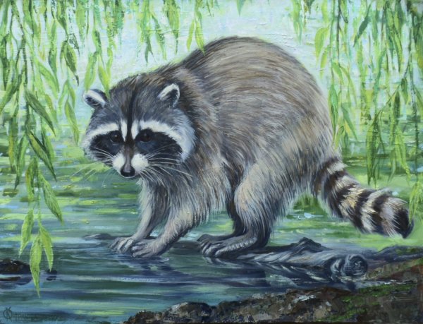 Енот полоскун с детьми