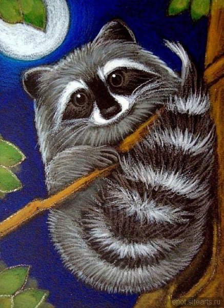 Енот гуашью