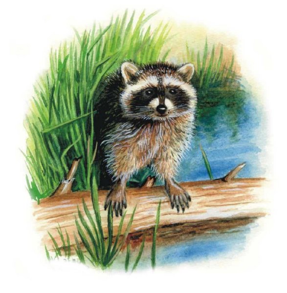 Енот полоскун иллюстрация