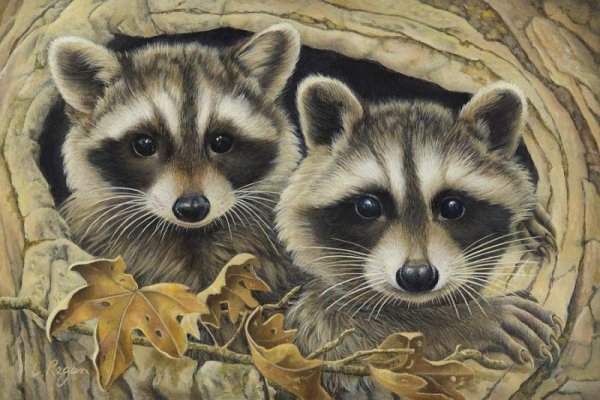 Енотик полоскун арт