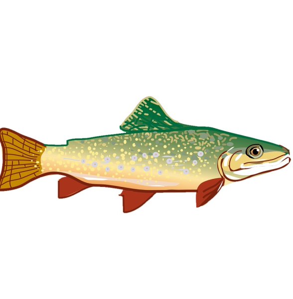 Лосось иллюстрация