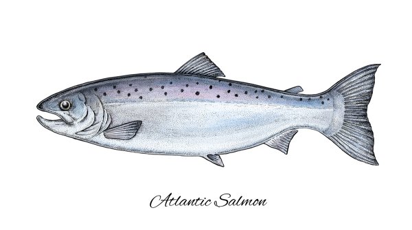 Лосось нарисованный