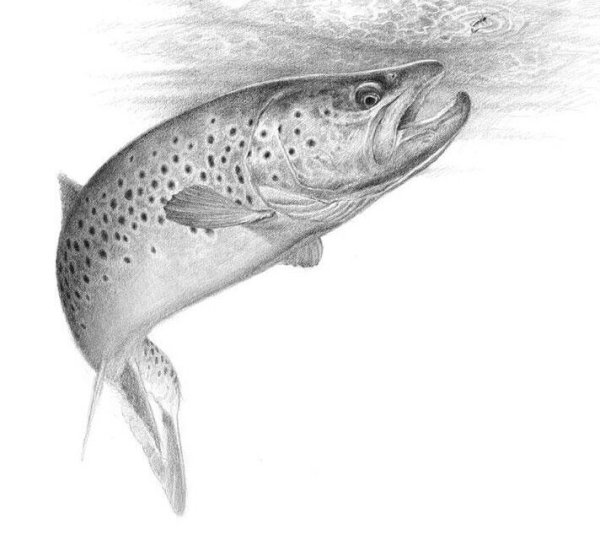Семга рисунок